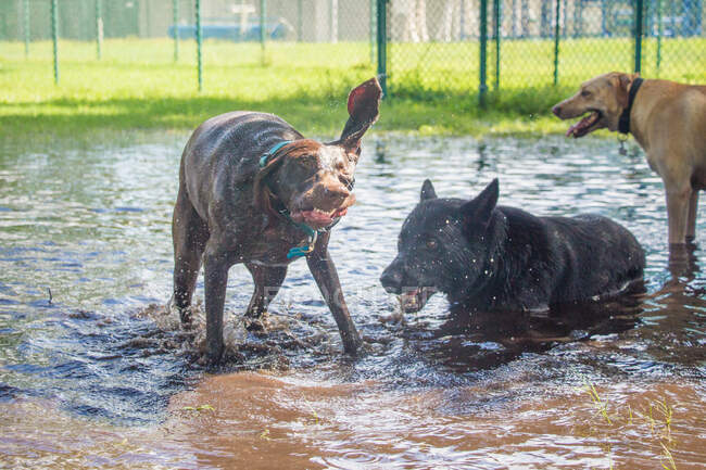 Drei Hunde spielen in einem überfluteten Park, Florida, USA — Stockfoto