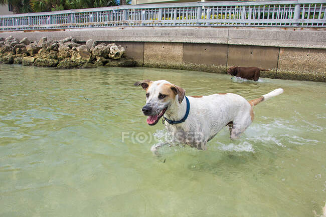 Hound running in ocean, Florida, Estados Unidos - foto de stock