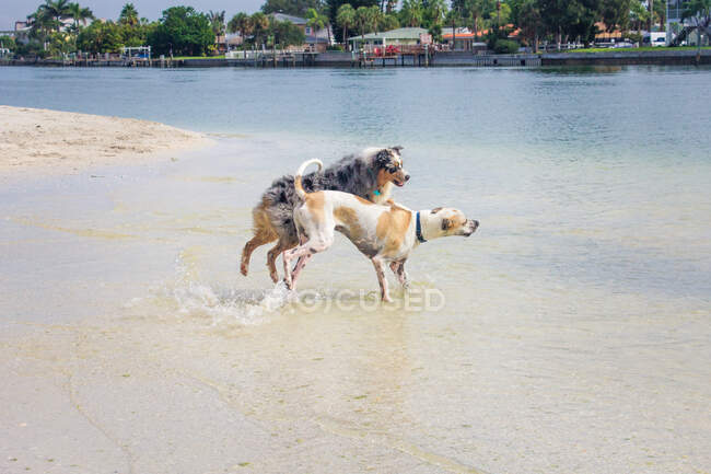 Due cani che giocano nell'oceano, Florida, USA — Foto stock