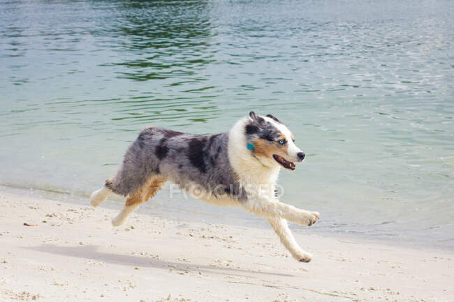 Blue merle Australian shepherd running along beach, Florida, USA — Stock Photo