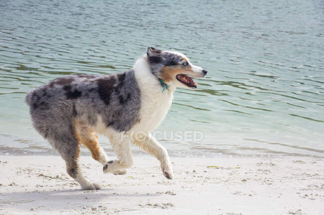 Blue merle Australian shepherd running along beach, Florida, USA — Stock Photo