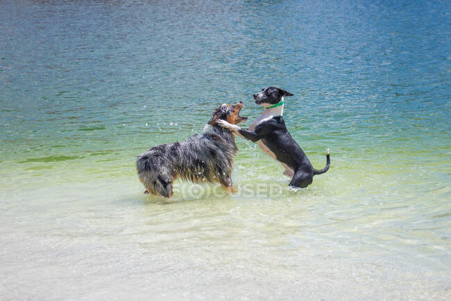 Dois cães brincando no oceano, Flórida, EUA — Fotografia de Stock