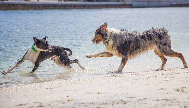 Due cani che corrono lungo la spiaggia, Florida, USA — Foto stock