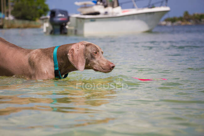 Веймарская собака, вытаскивающая фрисби из океана, Флорида, США — стоковое фото