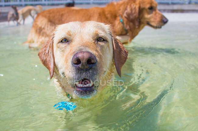 Retrato de un labrador en el océano con otros perros, Florida, EE.UU. - foto de stock