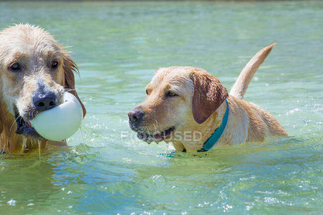Deux chiens jouant avec une balle dans l'océan, Floride, États-Unis — Photo de stock