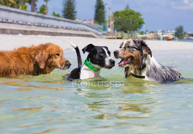 Tres perros jugando en el océano, Florida, EE.UU. - foto de stock
