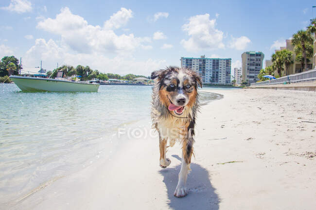 Blue Merle Australian Shepherd a piedi lungo la spiaggia, Florida, USA — Foto stock