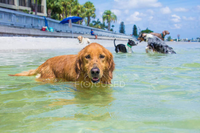 Golden retriever in ocean with four dogs in background, Florida, USA — Stock Photo