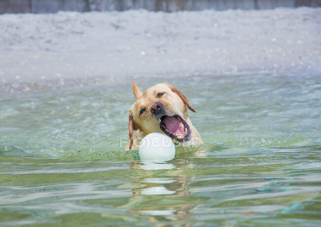 Labrador recupera una palla dall'oceano, Florida, USA — Foto stock