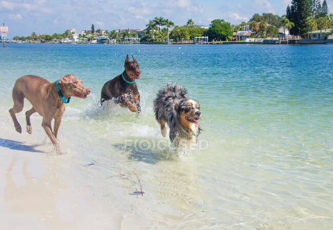 Three dogs running in ocean, Florida, USA — Stock Photo