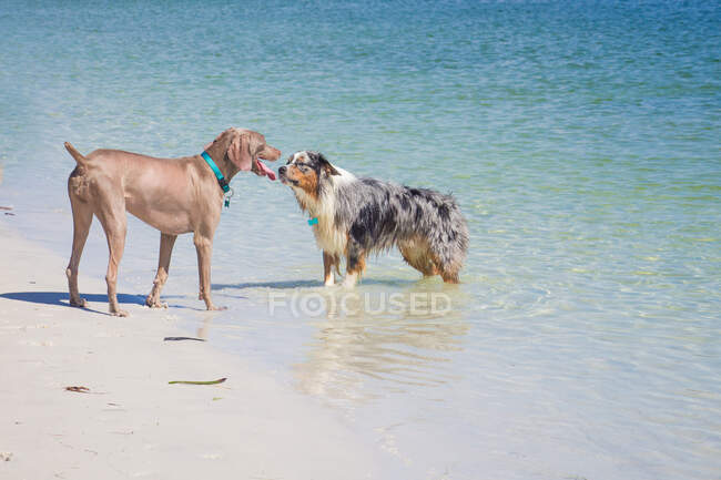 Dos perros de pie cara a cara en el océano, Florida, EE.UU. - foto de stock