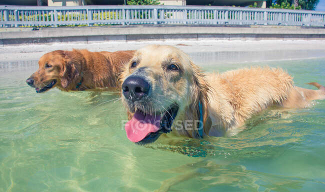 Две собаки плавают в океане, Флорида, США — стоковое фото