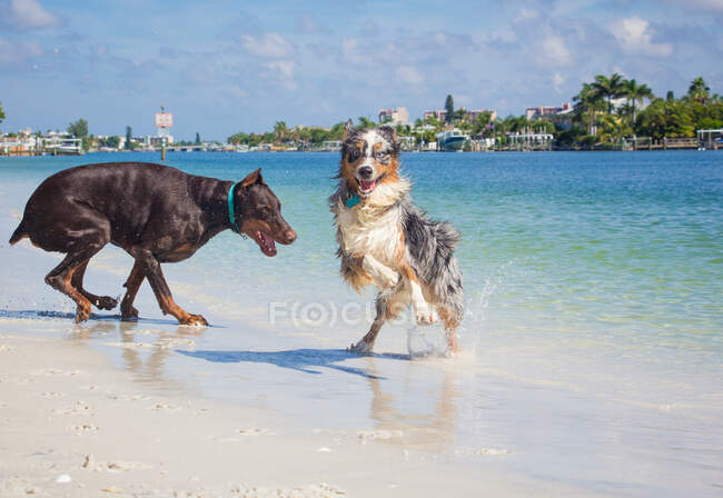 Aussies are faster than doberman dogs — Stock Photo
