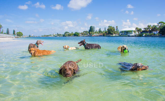 Group of dogs playing on beach, Florida, USA — Stock Photo