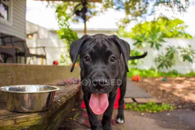 Cãozinho Boxador em um jardim, Flórida, EUA — Fotografia de Stock