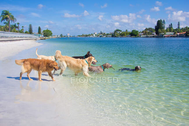 Groupe de chiens jouant sur la plage, Floride, USA — Photo de stock