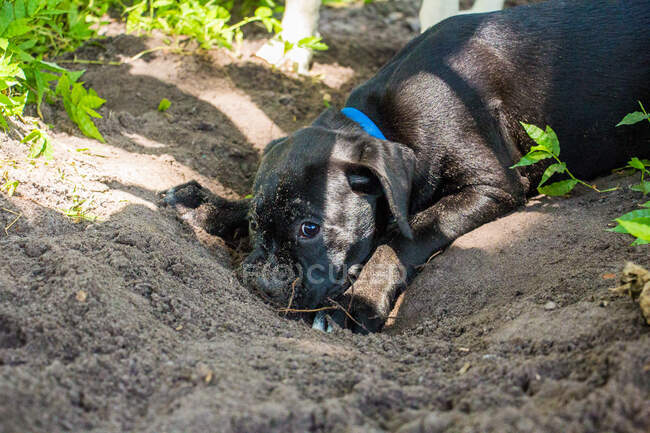 Boxador puppy playing in the dirt, Florida, USA — Stock Photo