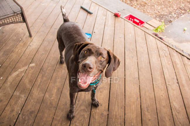 German short-haired pointer standing on a wooden terrace, Florida, USA — Stock Photo