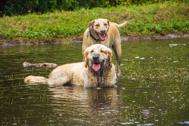 Dos perros sucios de pie en un río, Florida, EE.UU. - foto de stock