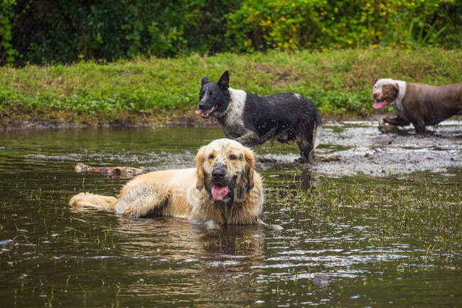 Tres perros de pie en un río, Florida, EE.UU. - foto de stock