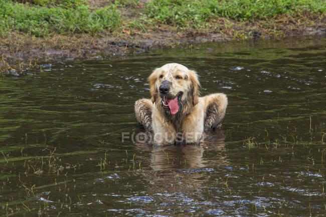 Sucio golden retriever de pie en un río, Florida, EE.UU. - foto de stock