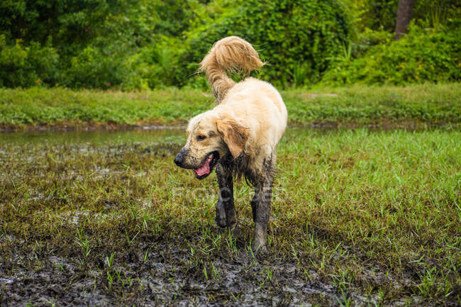 Muddy golden retriever em pé em uma margem do rio, Flórida, EUA — Fotografia de Stock