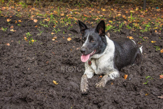 Australian cattle dog lying in the mud, Florida, USA — Stock Photo