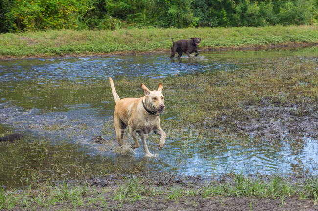 Two dogs running through a flooded field, Florida, USA — Stock Photo
