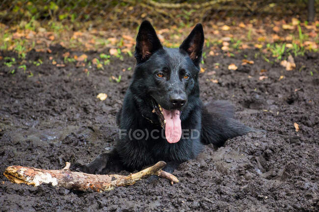 Cão pastor alemão deitado na lama, Flórida, EUA — Fotografia de Stock