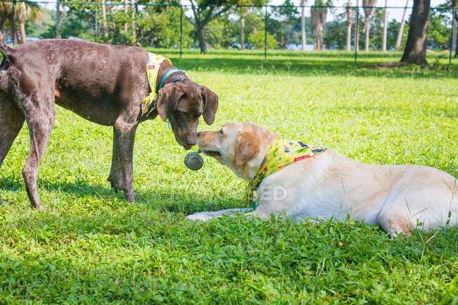 Deutscher Kurzhaarzeiger und Labrador Retriever beim Spielen mit einem Tennisball, Florida, USA — Stockfoto