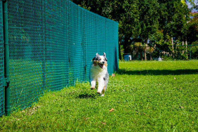 Blue Merle cão pastor australiano correndo em um parque de cães, Flórida, EUA — Fotografia de Stock