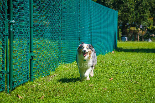 Blue Merle chien de berger australien courant dans un parc pour chiens, Floride, États-Unis — Photo de stock