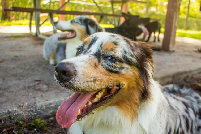 Blue Merle Australian Shepherd hechelt mit drei Hunden im Hintergrund, Florida, USA — Stockfoto