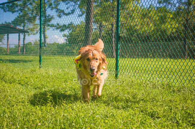 Золотая собака-ретривер, бегущая в собачьем парке, Флорида, США — стоковое фото