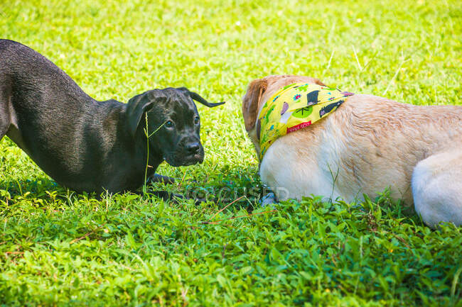 Labrador retriever y boxador puppy jugando en un parque, Florida, EE.UU. - foto de stock