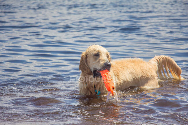 Golden retriever cão em pé no oceano com um brinquedo de plástico, Florida, EUA — Fotografia de Stock