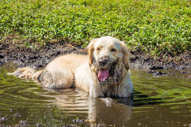German shepherd dog lying in a muddy puddle, Florida, USA — Stock Photo
