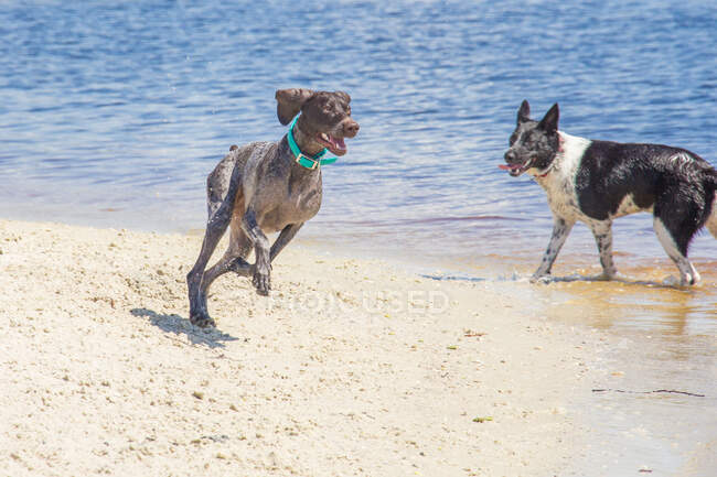 Australischer Rinderhund und deutscher Kurzhaarzeiger spielen am Strand, Florida, USA — Stockfoto