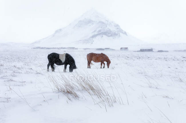 Dos caballos pastando en un campo cubierto de nieve, Islandia - foto de stock