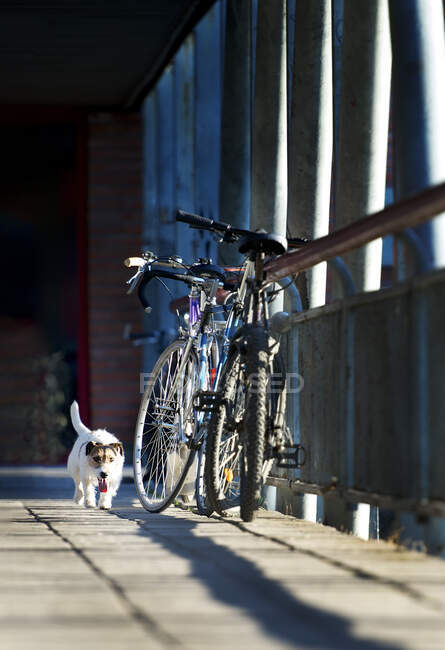 Собака, идущая по мосту в летнюю голову, Вильнюс, Литва — стоковое фото