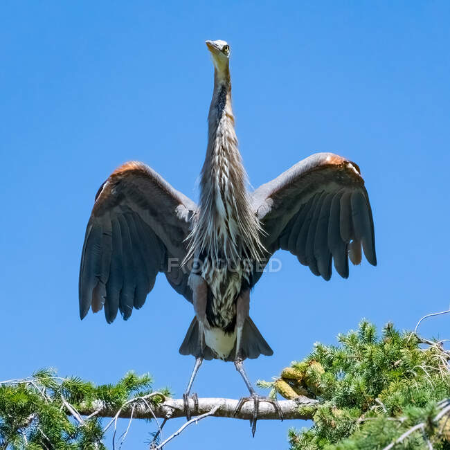 Grande Airone Blu su un ramo che allunga le ali, Canada — Foto stock