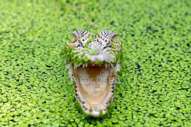 Primo piano di un coccodrillo con la bocca aperta tra le anatre in un fiume, Indonesia — Foto stock