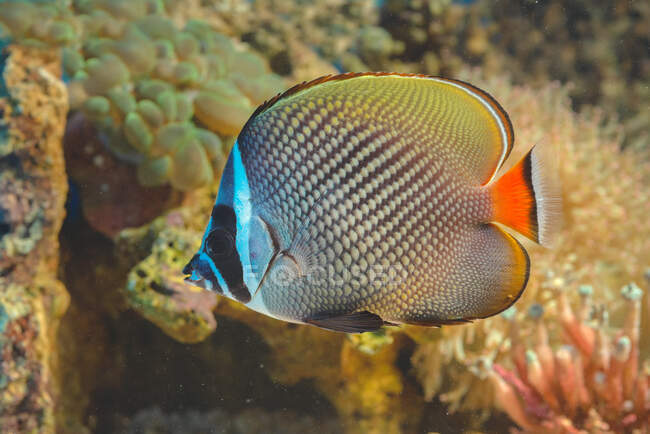 Nahaufnahme eines tropischen Fisches in einem Aquarium, Indonesien — Stockfoto