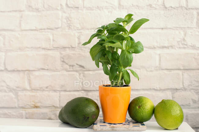Basilic en pot, avocat et citrons verts sur une table — Photo de stock