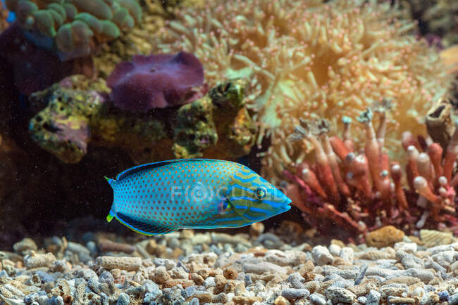 Close-up de dois peixes tropicais em um aquário, Indonésia — Fotografia de Stock
