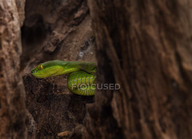 Green Pit Viper Serpent dans un arbre, Indonésie — Photo de stock