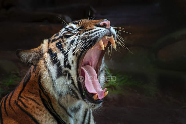 Retrato de un tigre bostezando, Indonesia - foto de stock