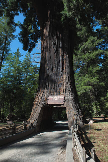 Chandelier Tree drive-thru tree park, Leggett, California, USA — Stock Photo
