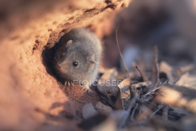 Close-up de um Ningaui do Sul no deserto entre folhas, Austrália — Fotografia de Stock